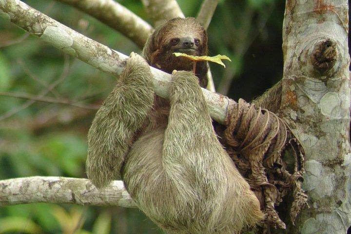 Ecogarden Arenal Faultier Tour