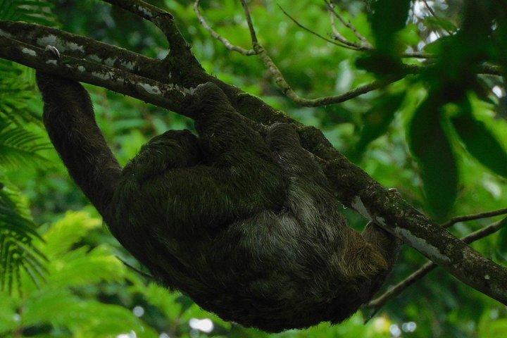 Ecogarden Arenal Faultier Tour