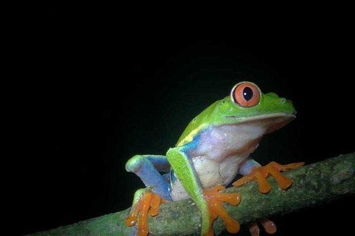 Ecogarden Arenal Night Walk