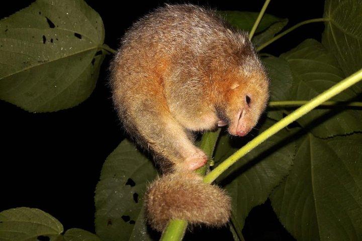 Ecogarden Arenal Night Walk