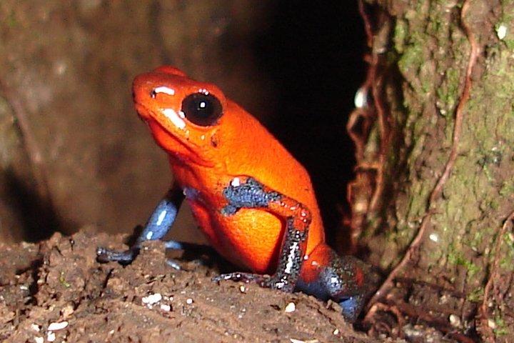 Ecogarden Arenal Night Walk