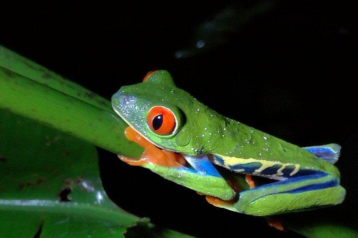 Ecogarden Arenal Night Walk