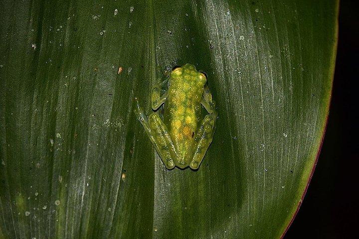 Ecogarden Arenal Night Walk