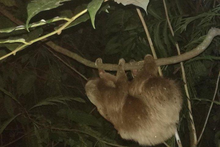 Ecogarden Arenal Night Walk