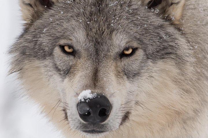 Excursion à la découverte de l'Alaska et de sa faune
