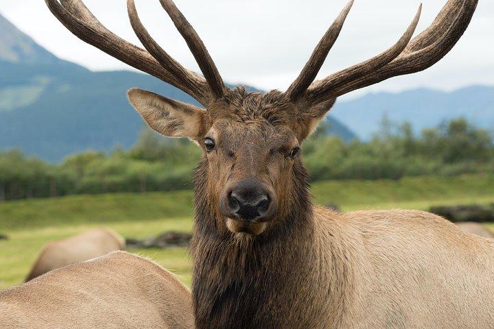 Excursion à la découverte de l'Alaska et de sa faune
