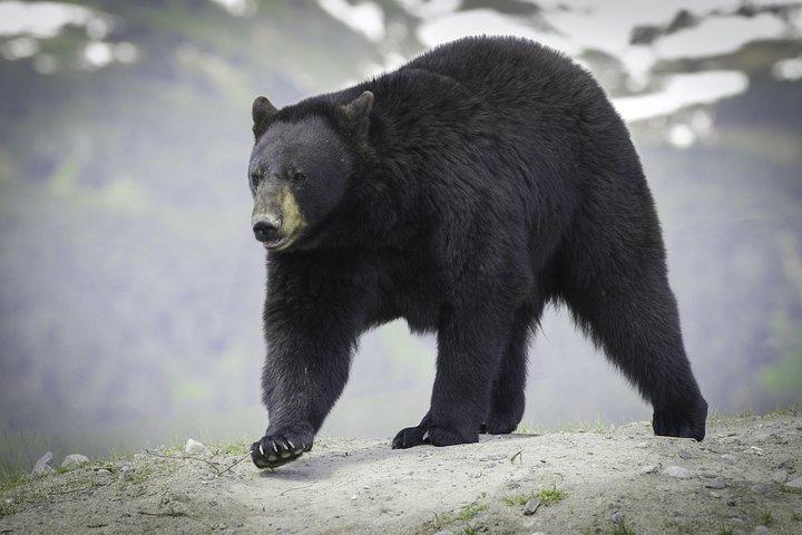 Excursion à la découverte de l'Alaska et de sa faune