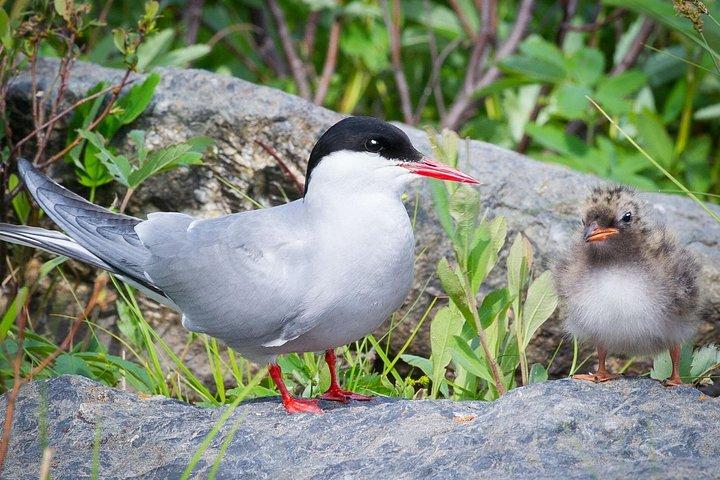 アラスカ野生動物ツアー