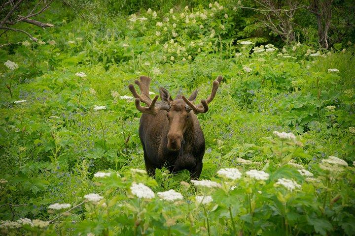 アラスカ野生動物ツアー