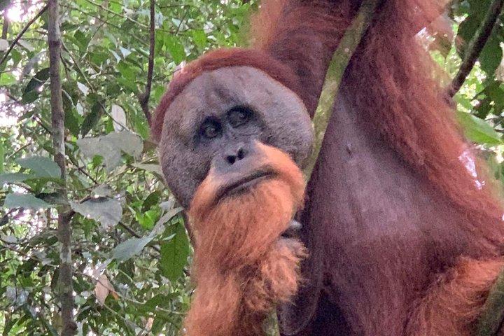 Two days orangutans adventure in Gunung Leuser