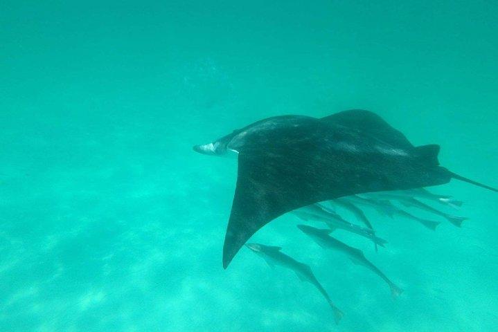 Anmeldelser af Destin Dolphin Cruise
