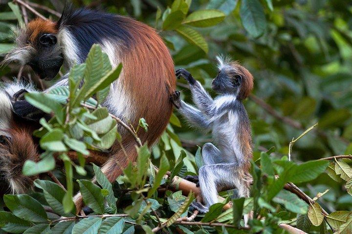 Une visite privée d'une demi-journée dans la forêt de Jozani