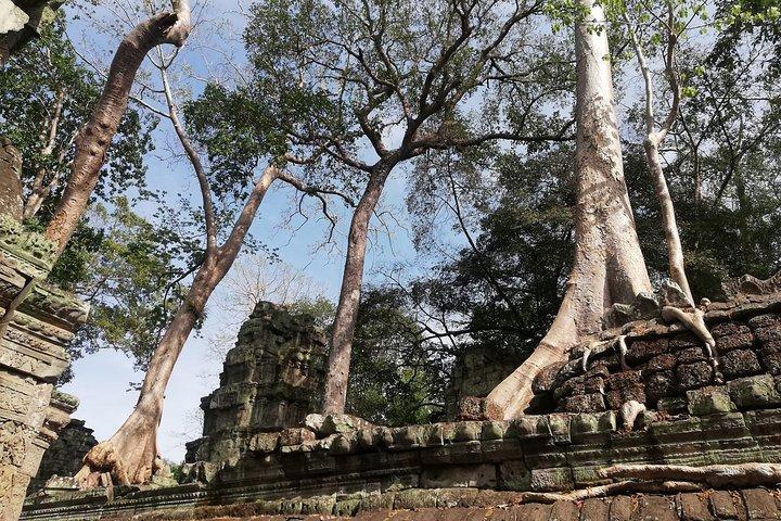 Angkor Wat Bayon e Ta Prohm, a uma curta caminhada da cidade antiga