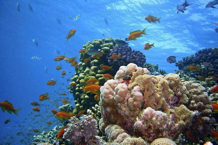 Snorkelen bij Mnemba-atol