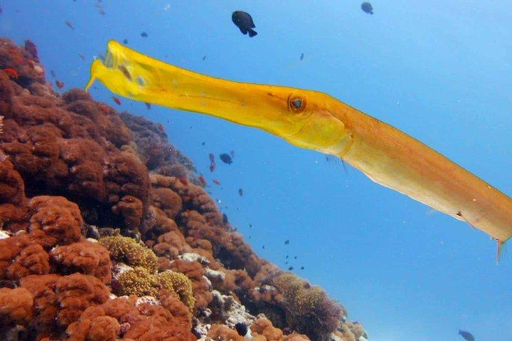 Snorkeling at Mnemba Atoll