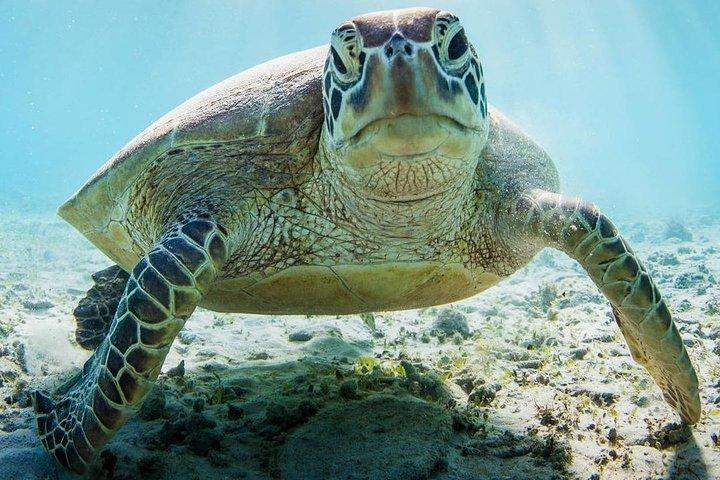 ムネンバ環礁でのシュノーケリング