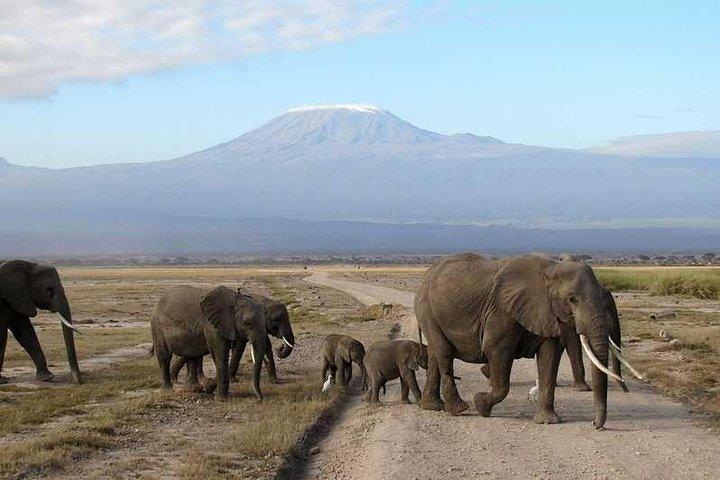 Safari privé à Amboseli de 3 jours