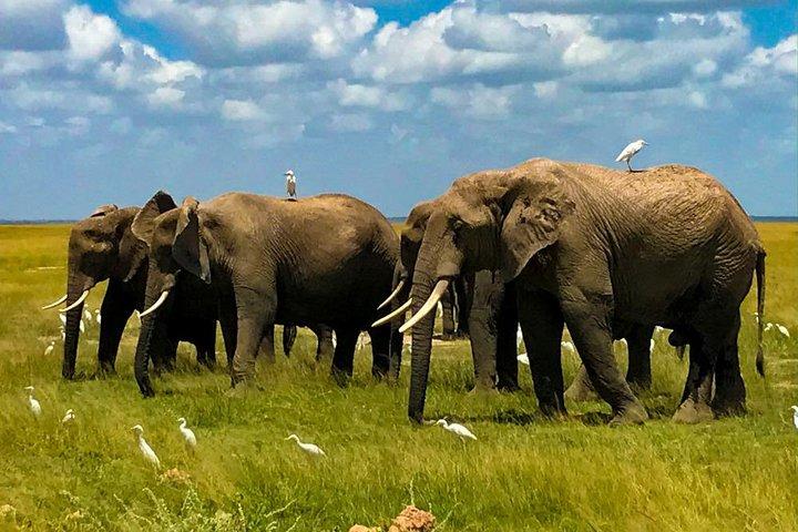 8 dages bedøvelse safari i Kenya og Tanzania