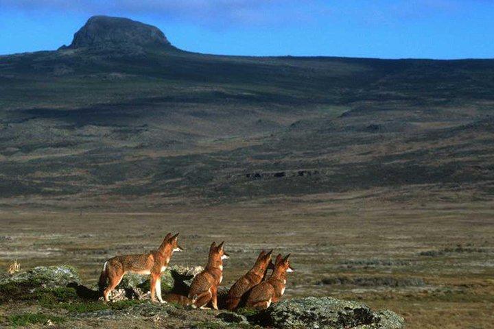 Trekking at Bale Mountains 3 dagen