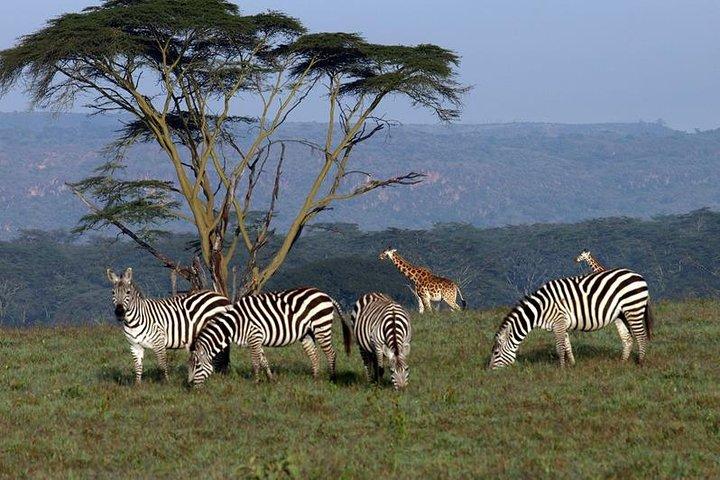 3 Tage Meru National Park Safari