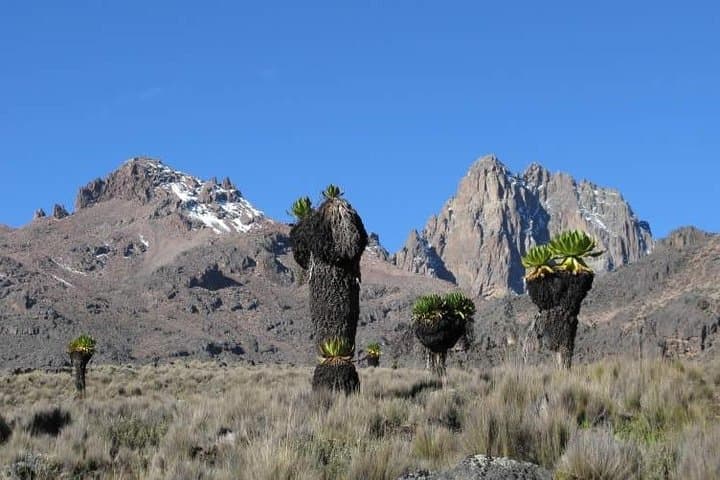 Overnight safari to Olpajeta Conservancy and Mount Kenya Climbing
