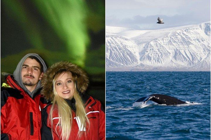 Winter walvissen spotten en Northern Lights Cruise vanuit Reykjavik