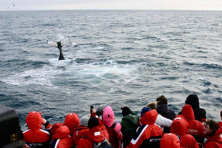 Winter walvissen spotten en Northern Lights Cruise vanuit Reykjavik