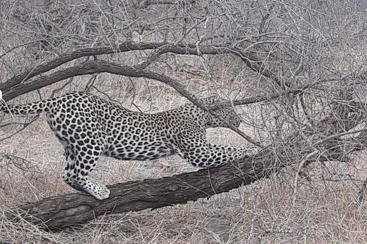 Pilanesberg Tour