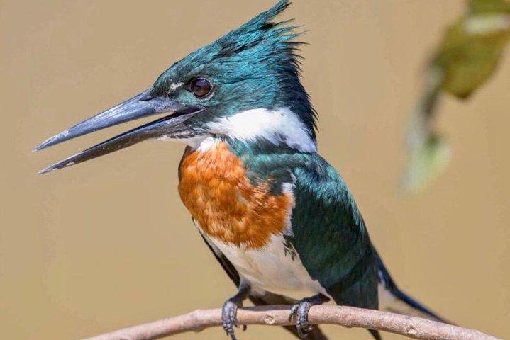 Vogelbeobachtungstour am frühen Morgen