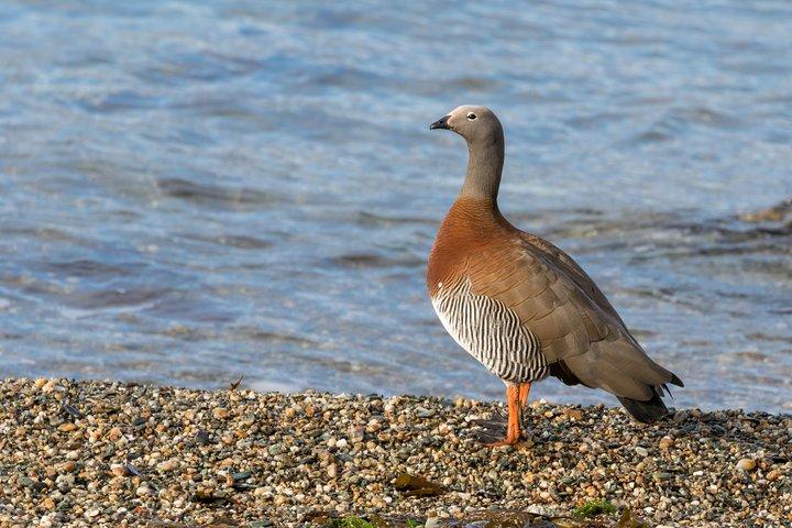 Observação de pássaros Ushuaia - Parque Nacional Tierra del Fuego