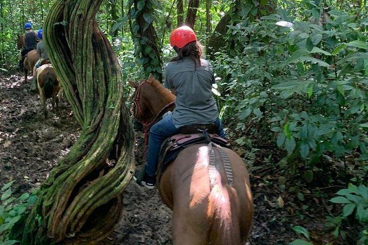 リオセレステに騎乗する乗馬