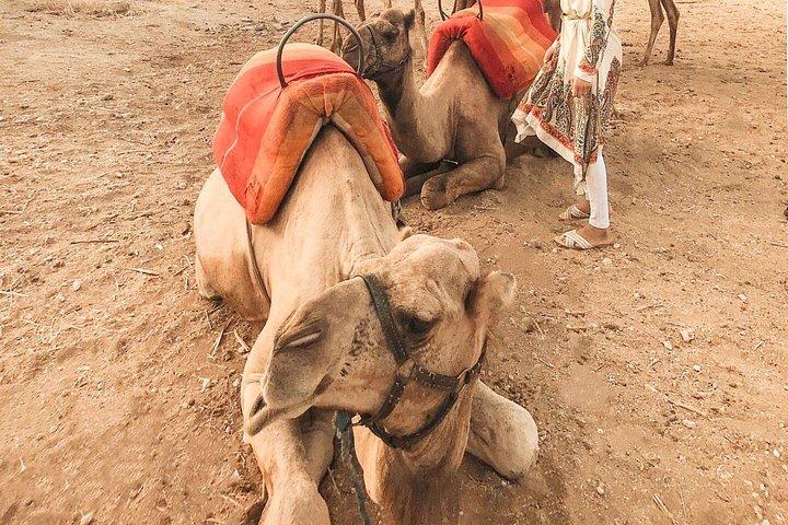Mezza giornata Marrakech Palmeraie Adventure con Camel Ride