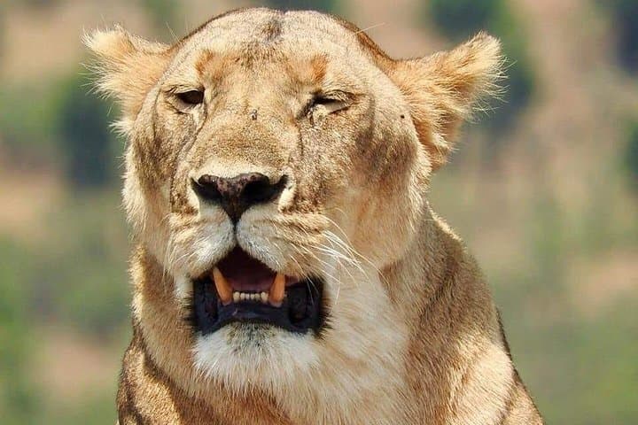 6 Day Maasai Mara, Lake Nakuru, Amboseli National Park
