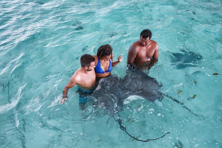 サメとアカエイとのシュノーケリングを含むボラ ボラ エコ シュノーケル クルーズ