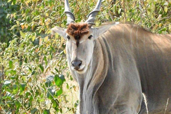 3 Tage Fantastisches Abenteuer durch Maasai Mara Game Reserve Safaris