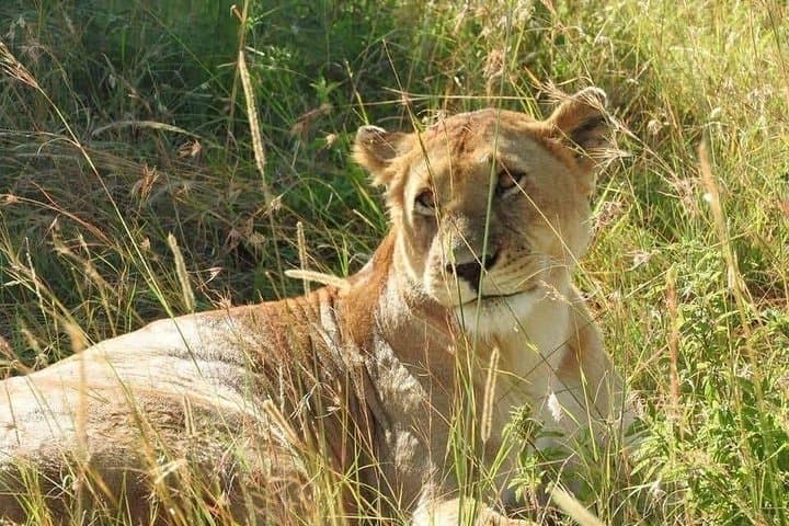 6 Day Maasai Mara, Lake Nakuru, Amboseli National Park