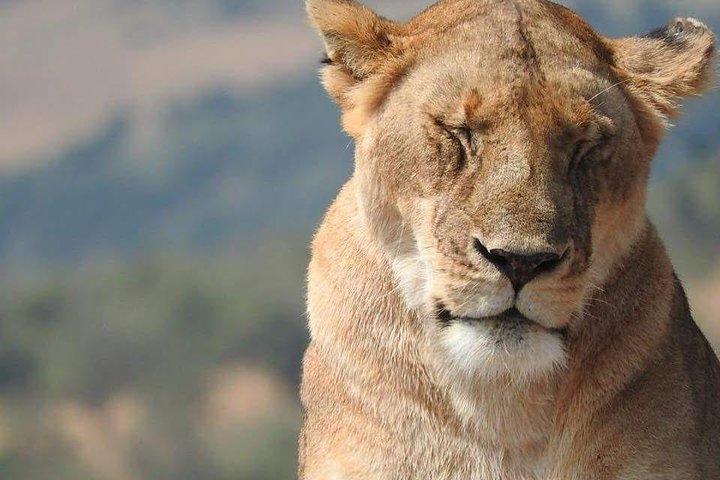 7 jours de conservation Ndutu, Serenegeti, parc Ngorongoro L Manyara