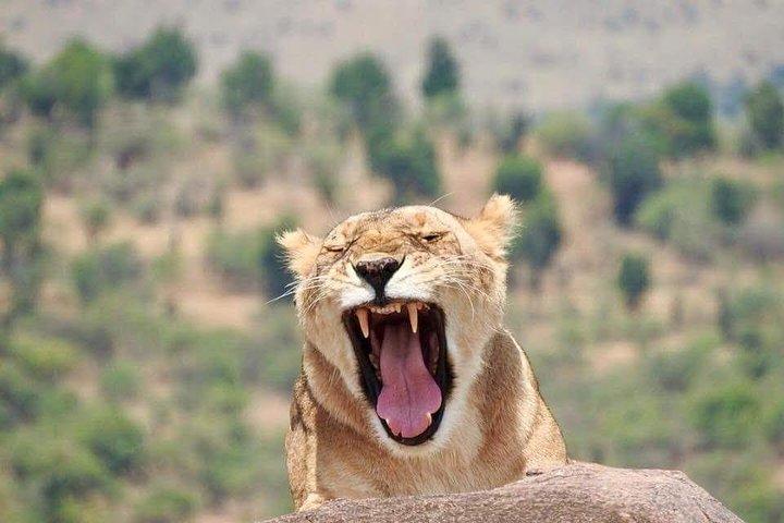 3 Tage Fantastisches Abenteuer durch Maasai Mara Game Reserve Safaris