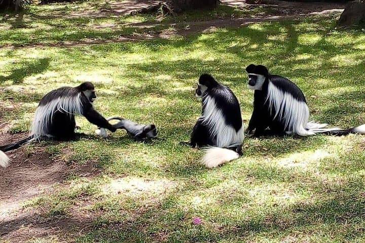 6 Day Maasai Mara, Lake Nakuru, Amboseli National Park