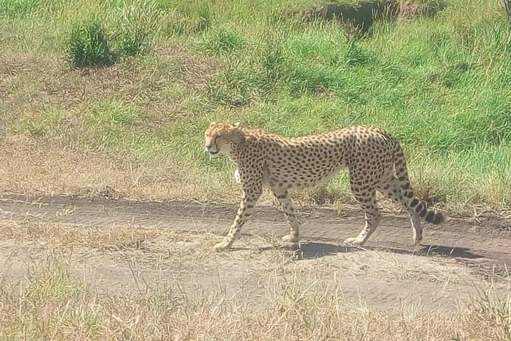 10-Day Samburu National Resreve, L Naivasha, Maasai Mara, Amboseli, L Nakuru