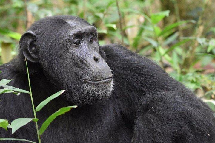 3 days Chimpanzee tracking Kibale Uganda