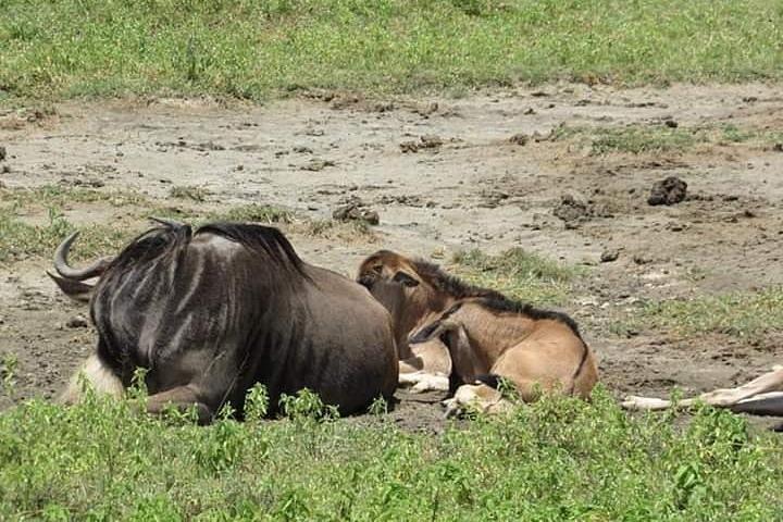 4 Tage Mikumi Nationalpark & Udzungwa Ab Dar es Salaam / Sansibar