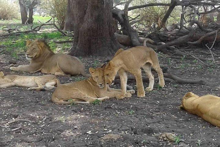 4 Tage Mikumi Nationalpark & Udzungwa Ab Dar es Salaam / Sansibar