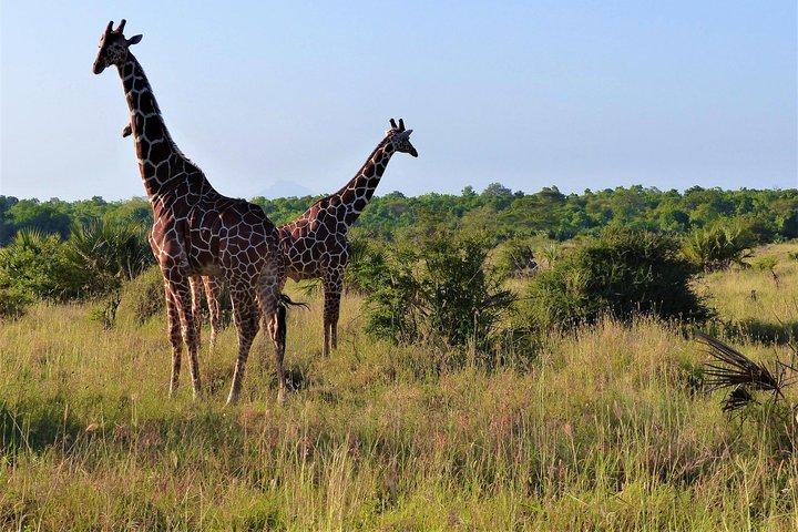 4 Tage Mikumi Nationalpark & Udzungwa Ab Dar es Salaam / Sansibar