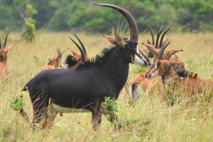4 Tage Mikumi Nationalpark & Udzungwa Ab Dar es Salaam / Sansibar