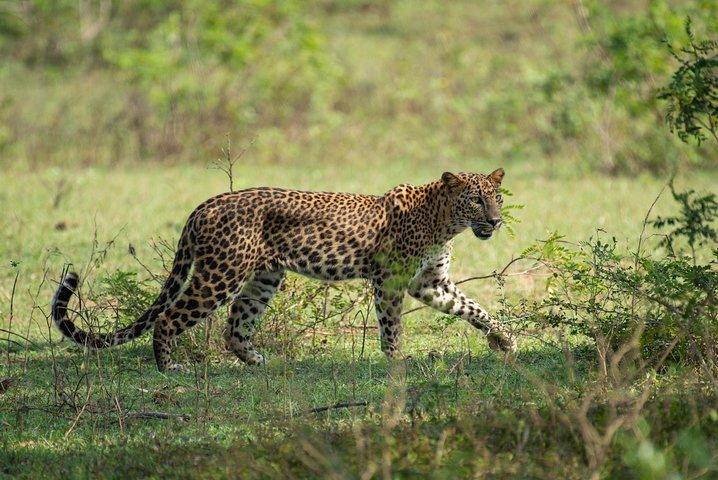 All Inclusive Yala National Park Jeep Safari från Colombo