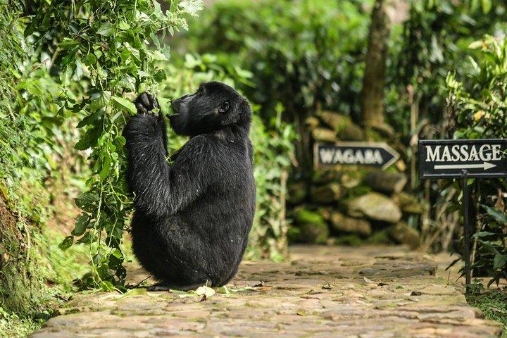 Gorilla Trek di 2 giorni in Uganda