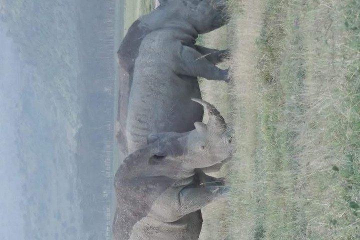 5日間のサファリナイバシャ湖、マサイマラ、ナクル国立