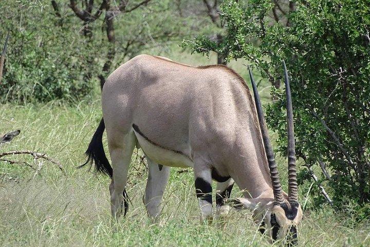 5日間のサファリナイバシャ湖、マサイマラ、ナクル国立