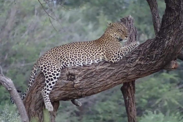 7 Days Maasai Mara National park , Amboseli parks and Nakuru safaris